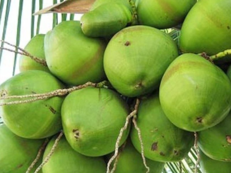 Tender Coconut