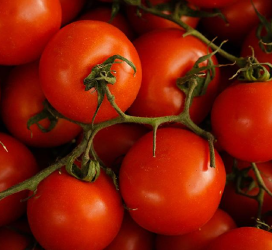 Tomato