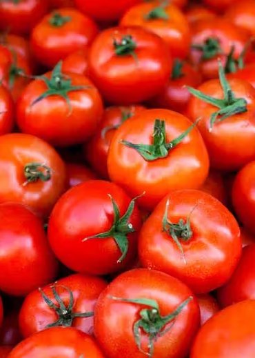 Tomato
