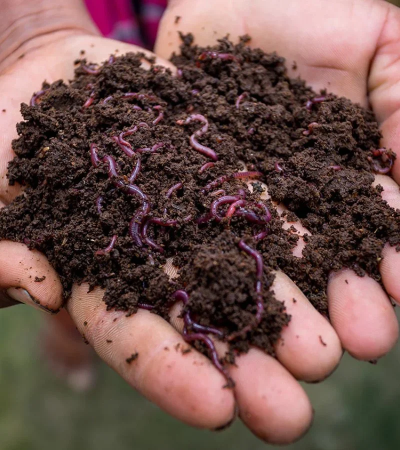 Vermicompost