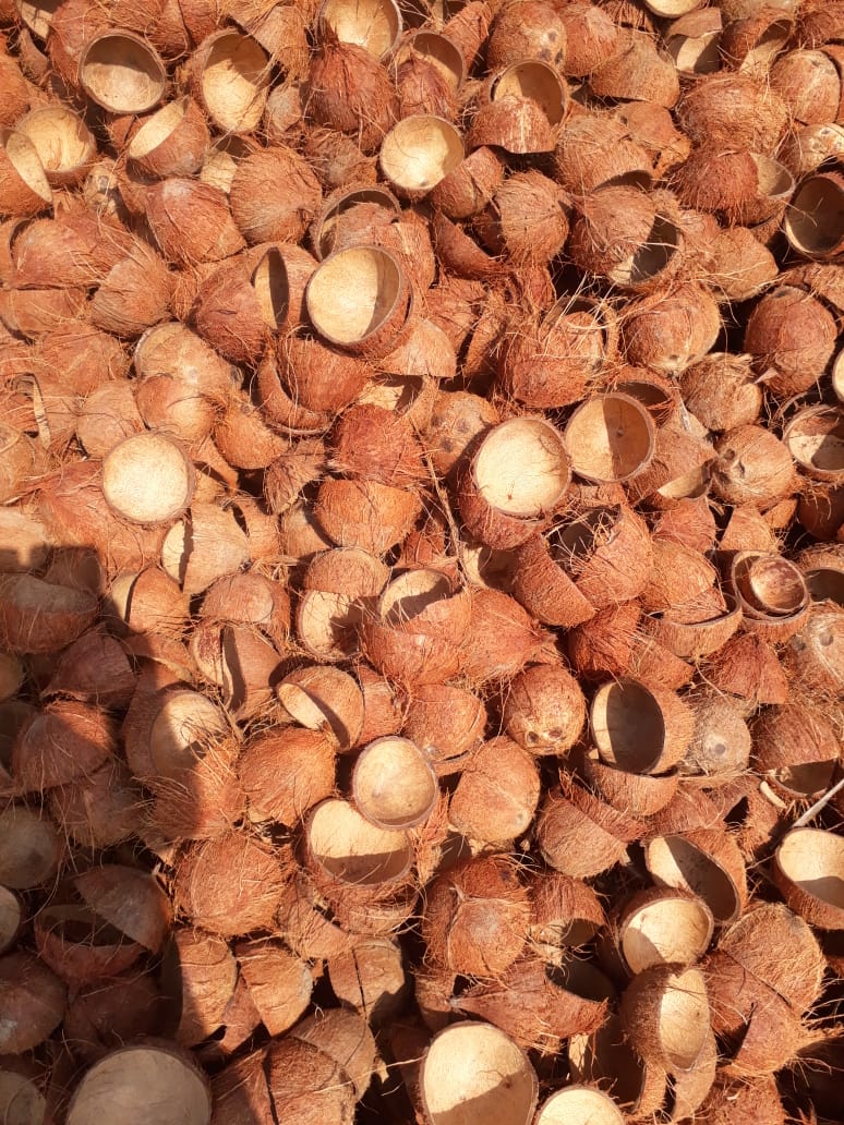 Coconut Shell 