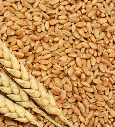 Wheat