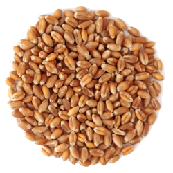 Wheat