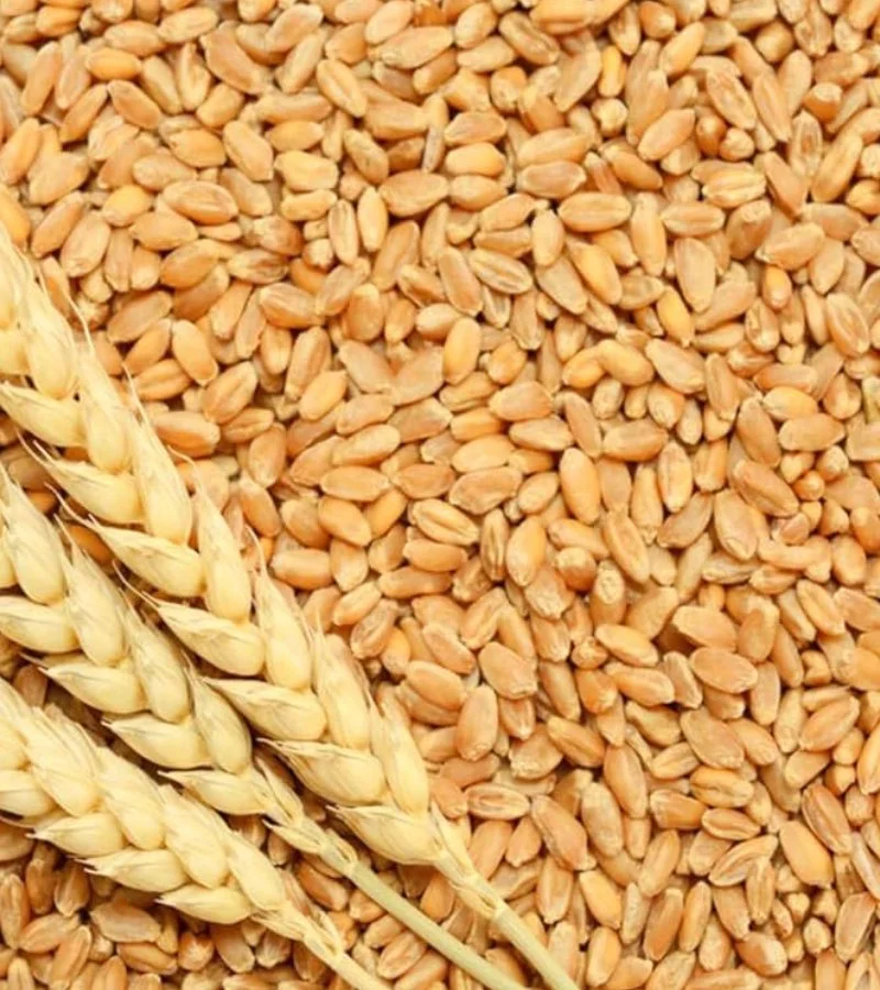 Wheat