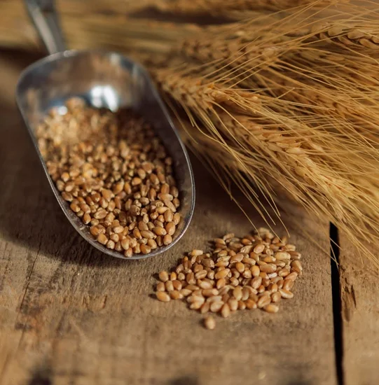 Wheat