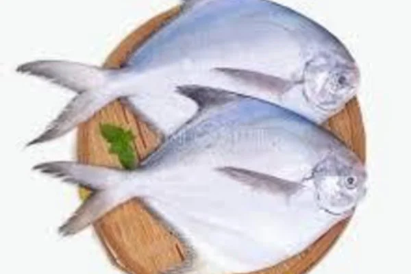 White Pomfret