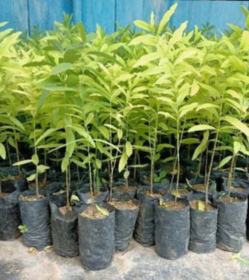 White Sandalwood Plants