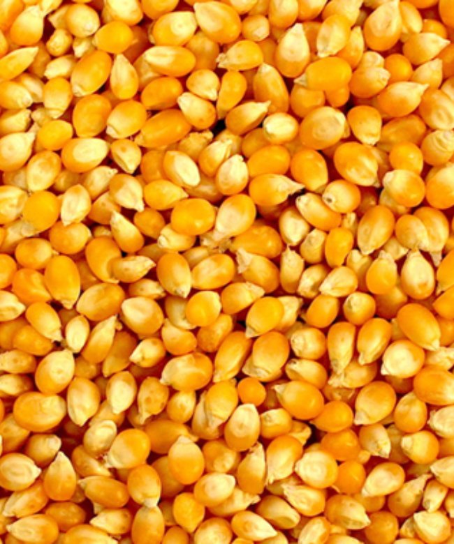 Yellow Maize