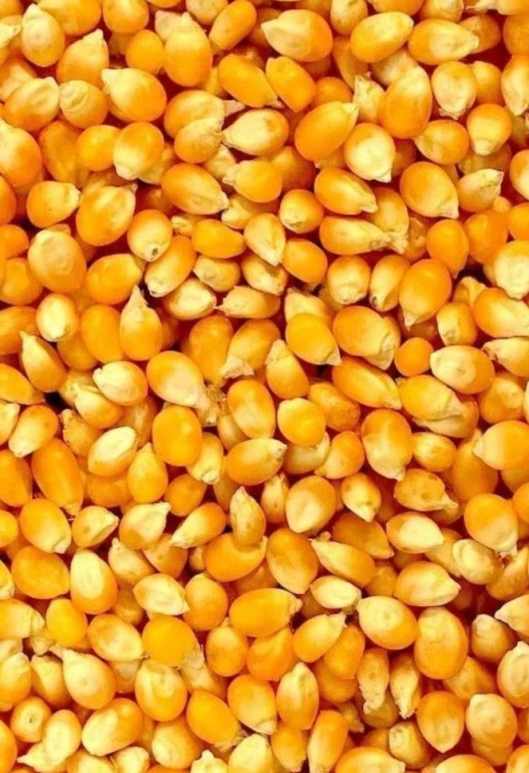 Yellow Maize
