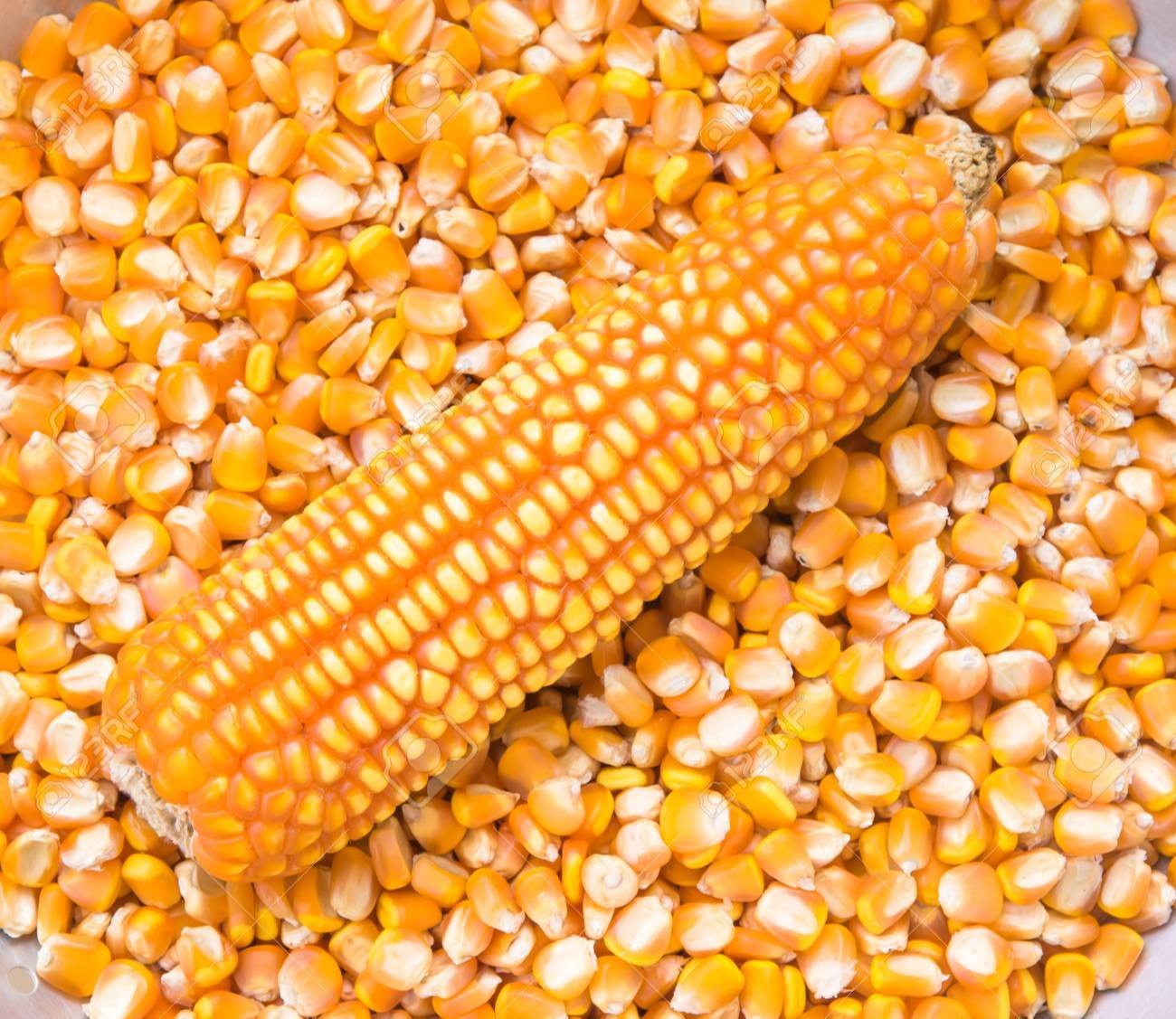 Yellow maize