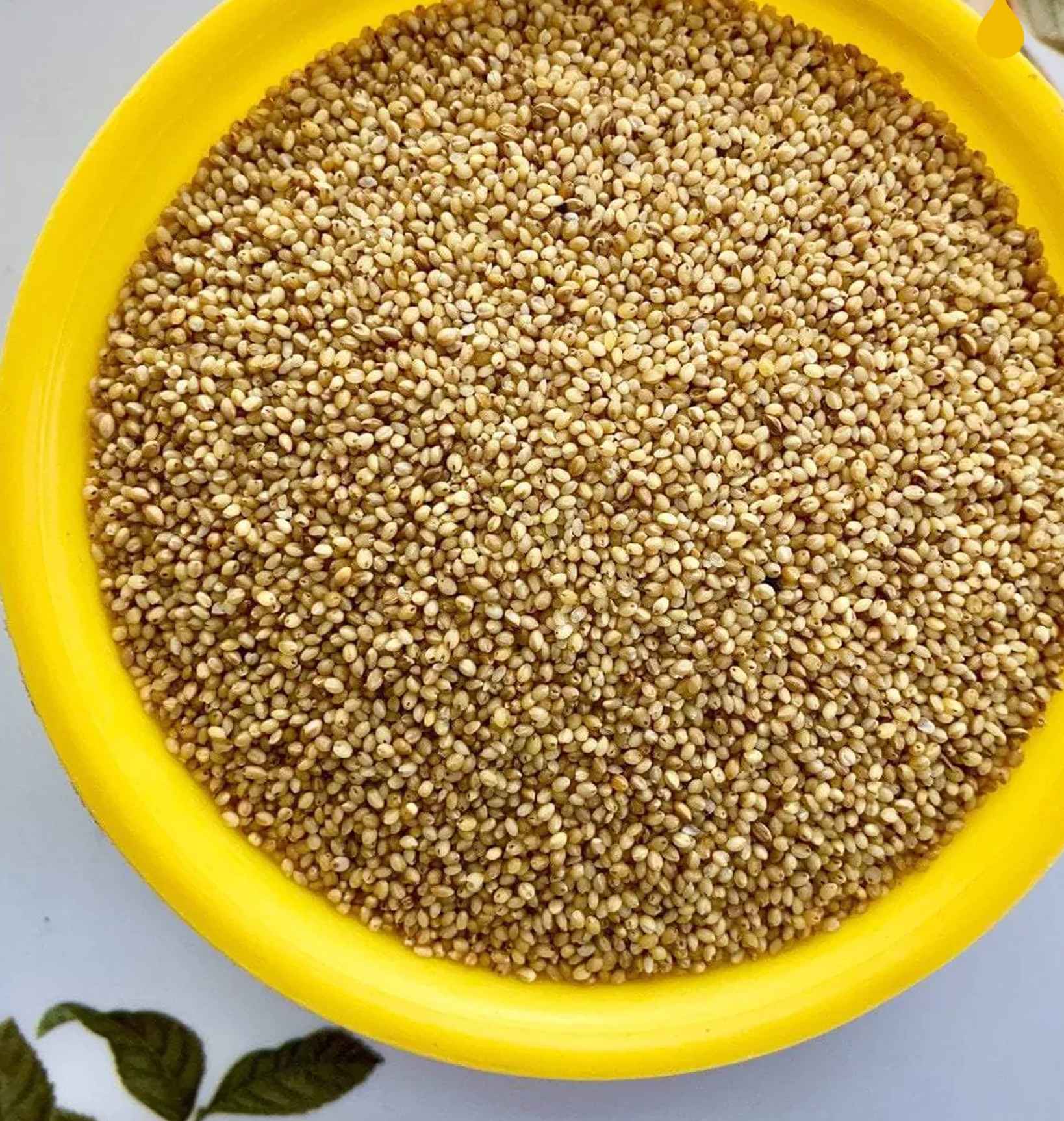 Browntop Millet