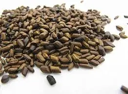 Cassia Tora Seeds