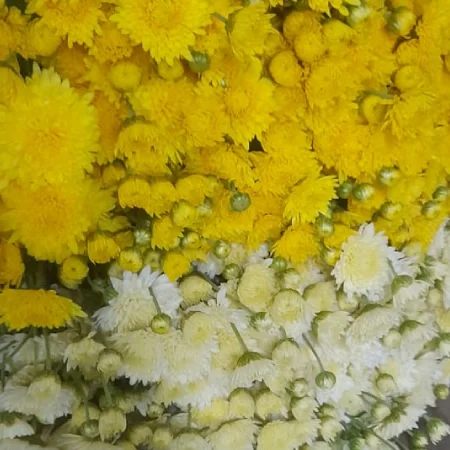 chrysanthemum daisy flower