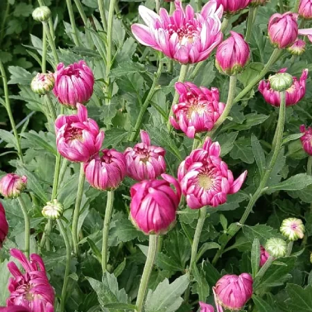 chrysanthemum pink flower