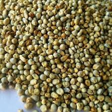 PEARL MILLET