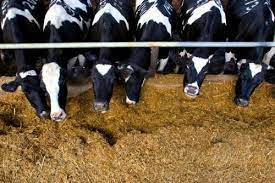 Animal fodder