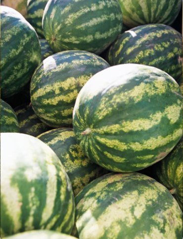 Watermelon