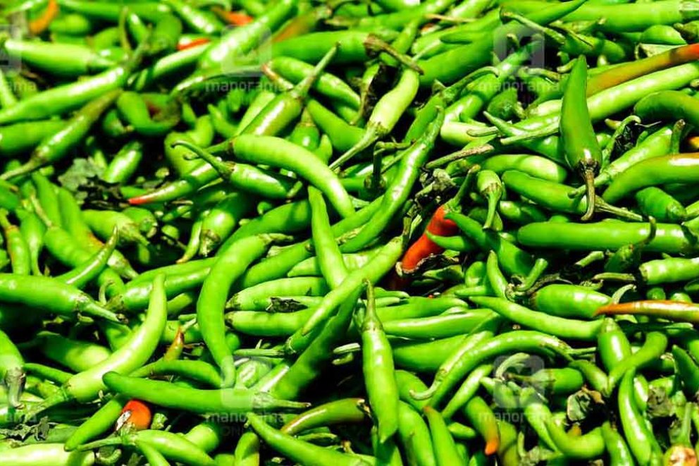 GREEN CHILLI