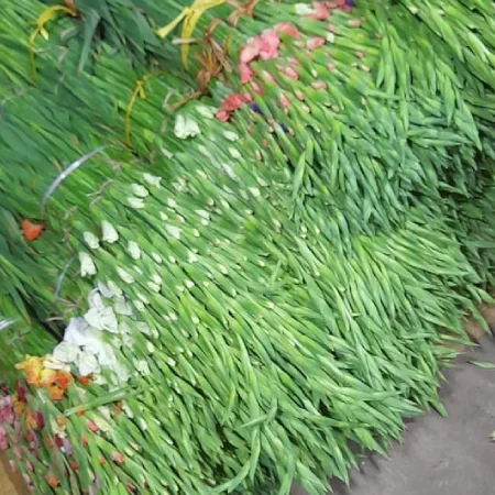 Gladiolus Flower