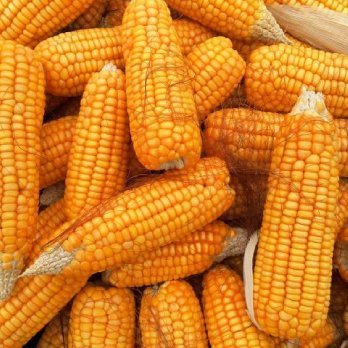 Maize