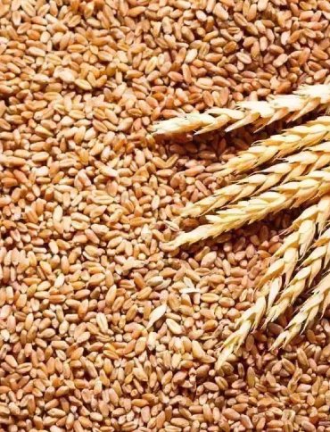 Wheat