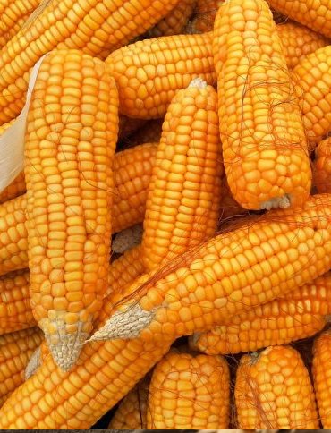 Maize