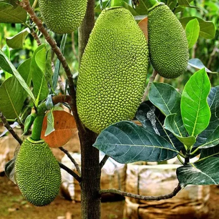 jackfruit