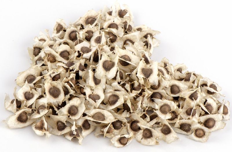 Moringa Seeds - Cultivation