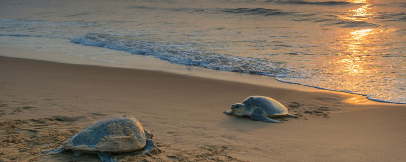 Olive Ridley Tours Odisha 5N/6D