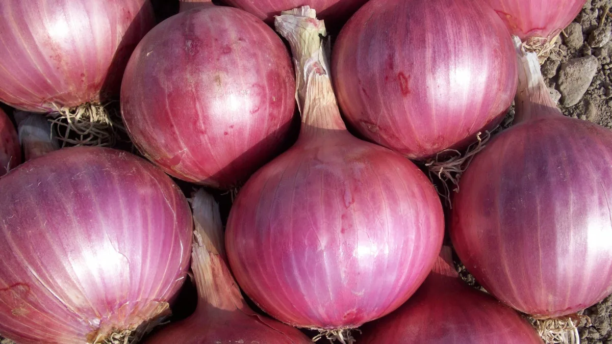 Onion