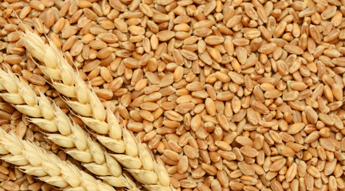 Wheat