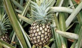 Pine Apple