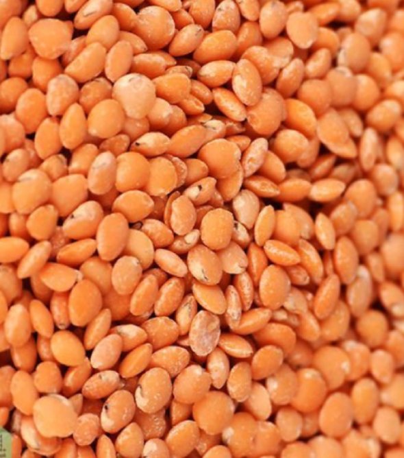 Lentil
