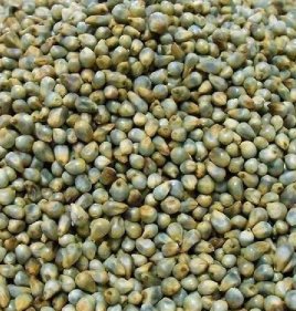 GREEN MILLET