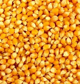 DRY MAIZE CORN