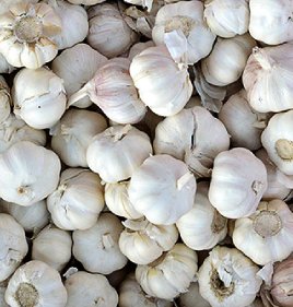 GARLIC