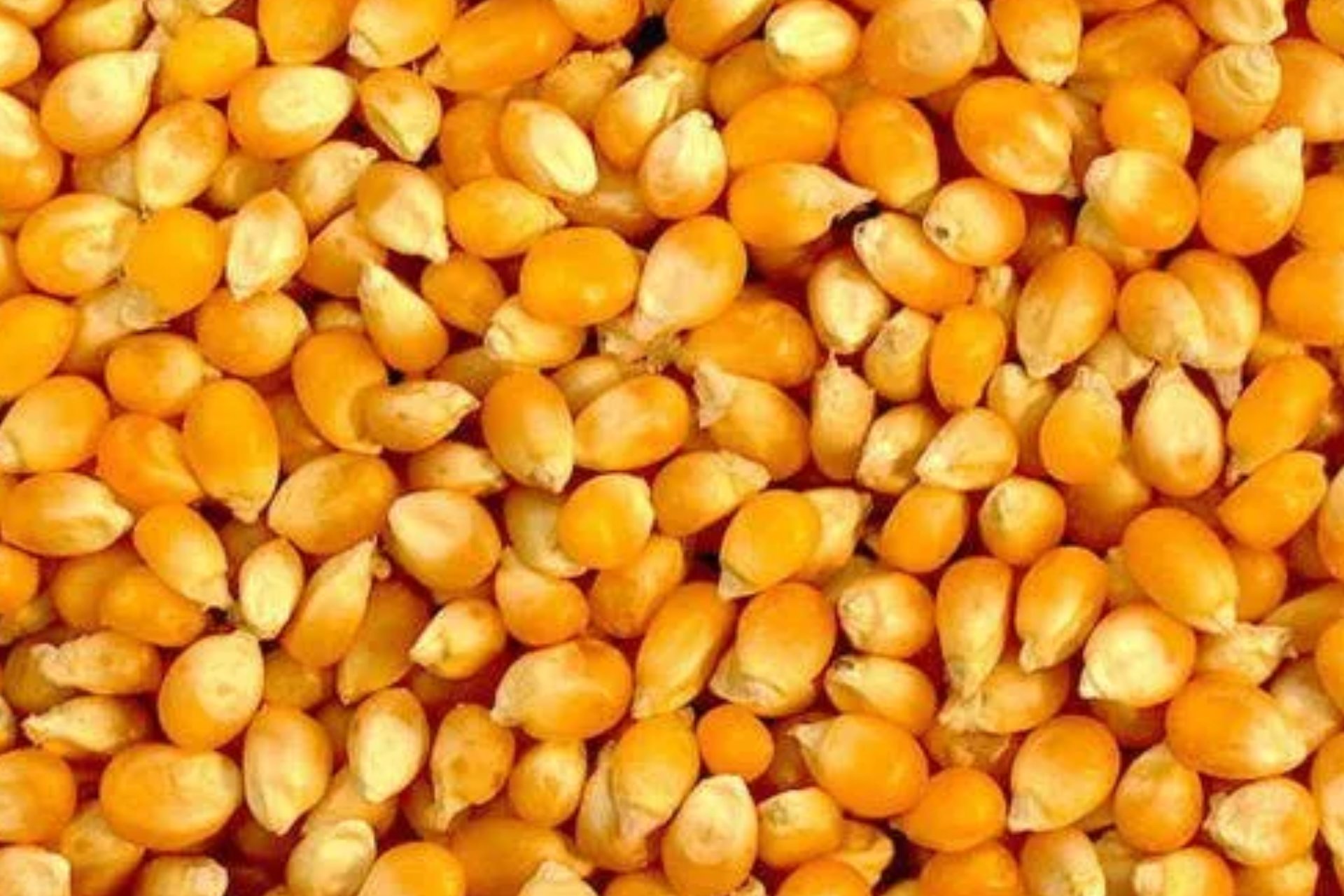 Yellow Corn