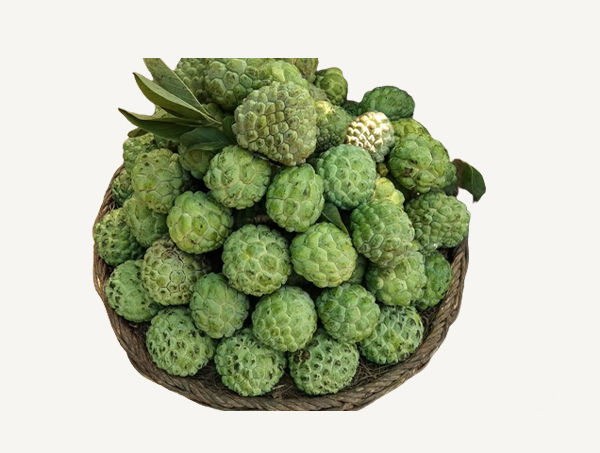 Custard apple