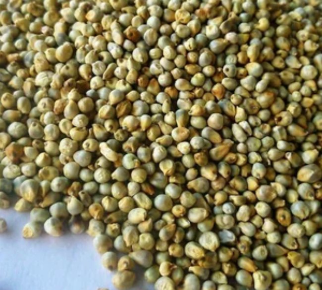 Green Millet