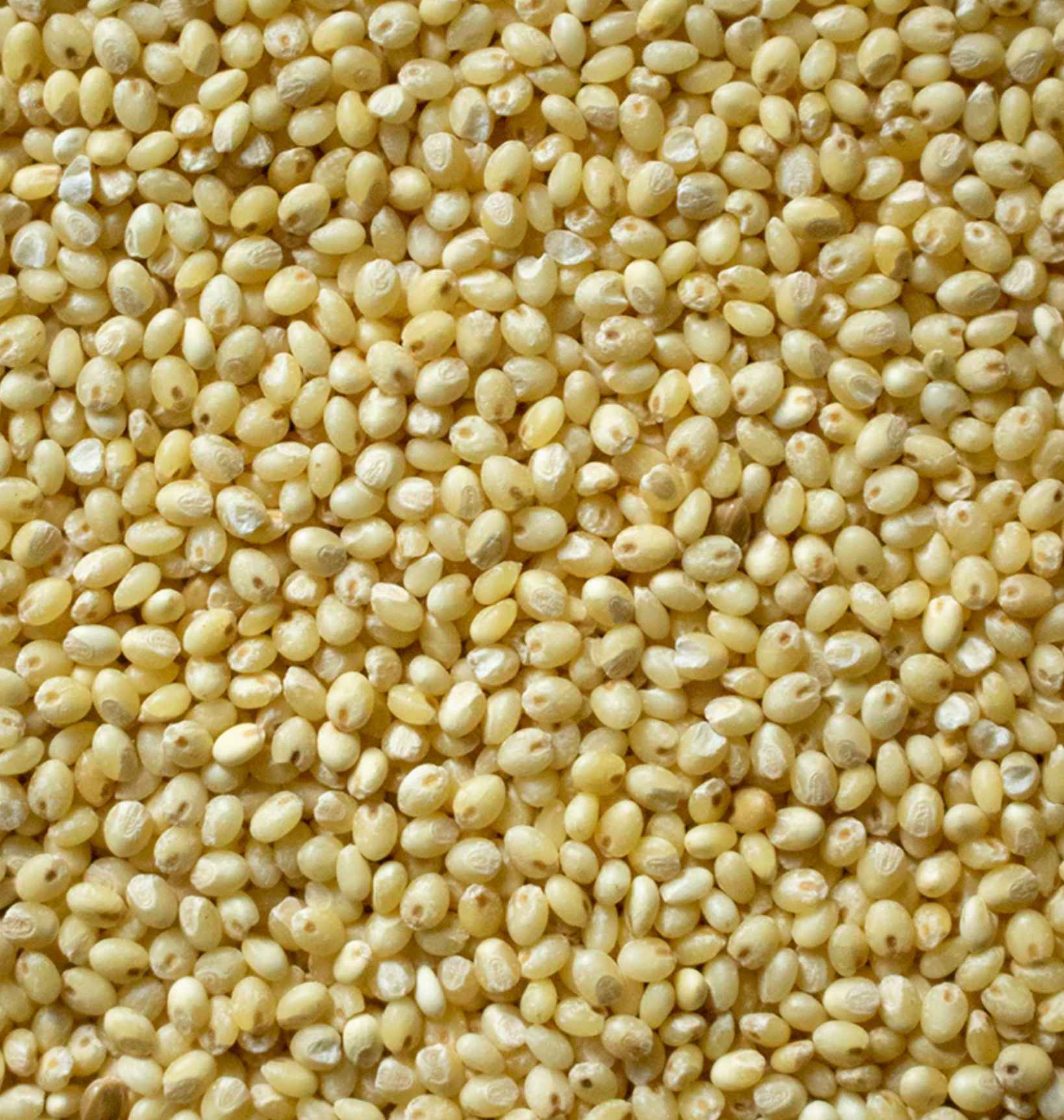 Proso Millet