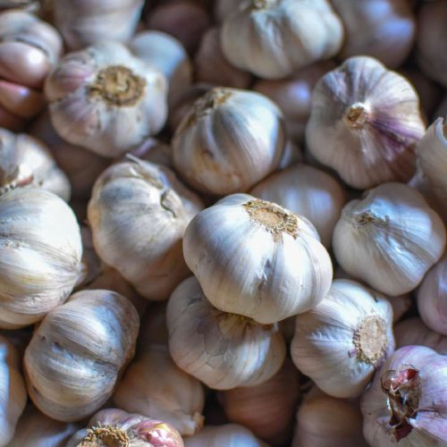 Garlic