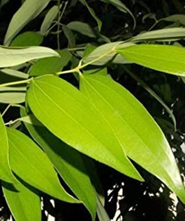 Indian Bay Leaf