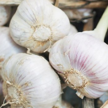 Garlic
