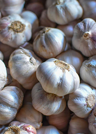 Garlic