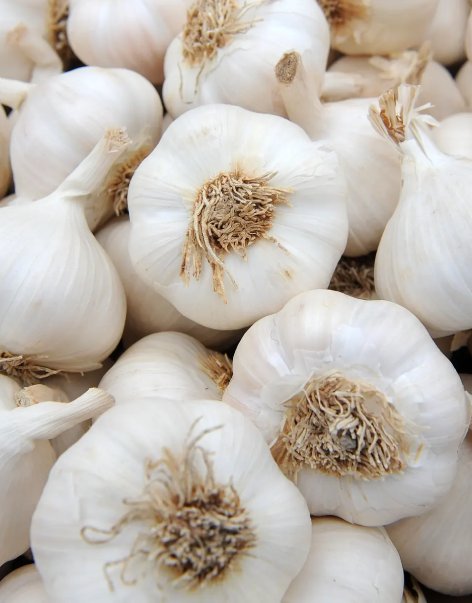 Garlic