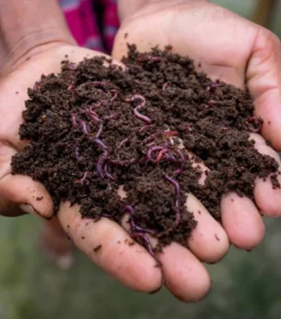 vermicompost