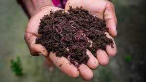 Vermicompost