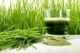 wheatgrass powder