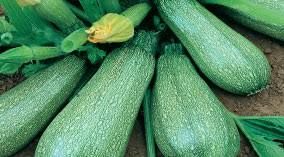 Zucchini