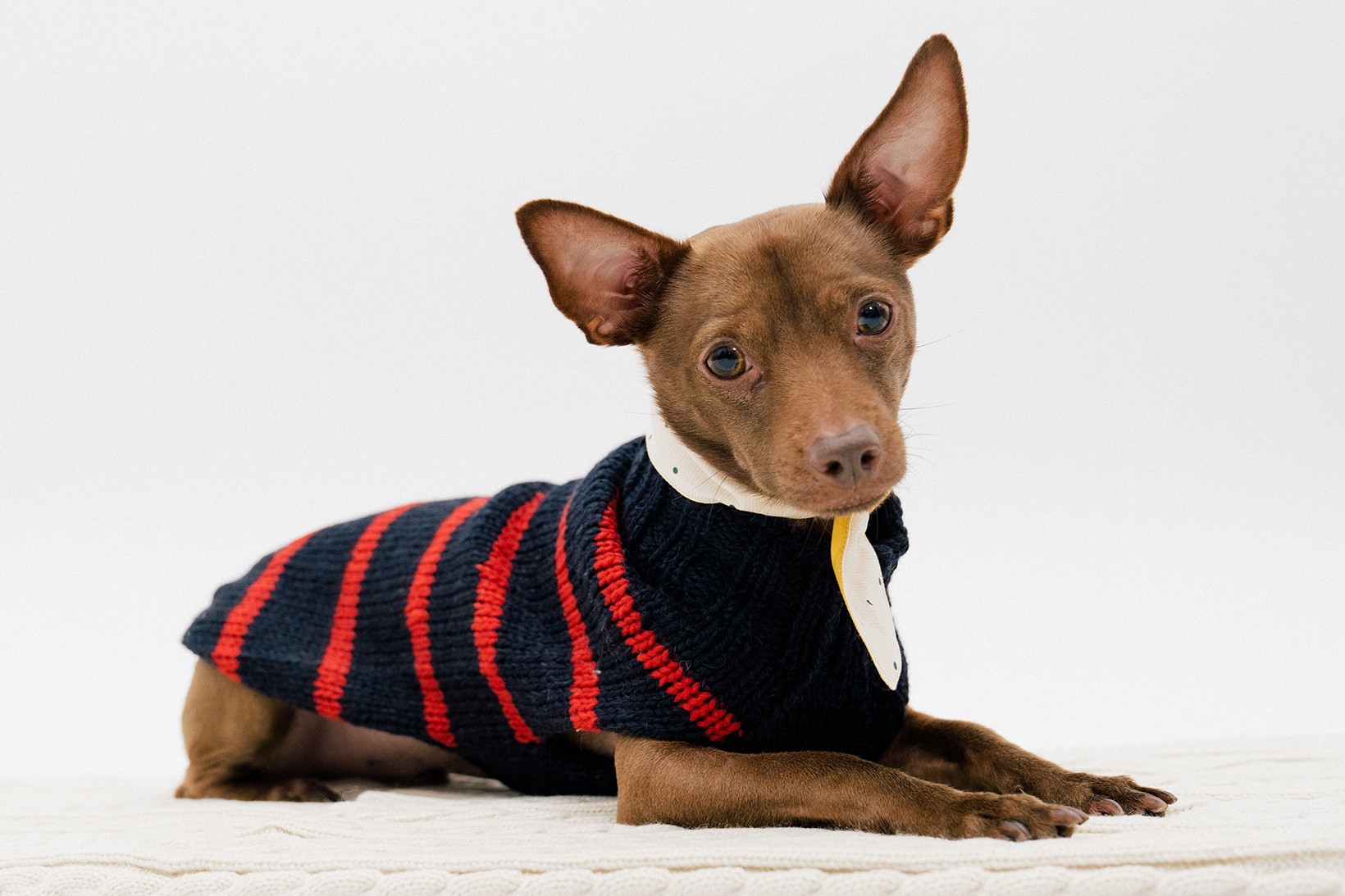 Animal Clothing & Accessories